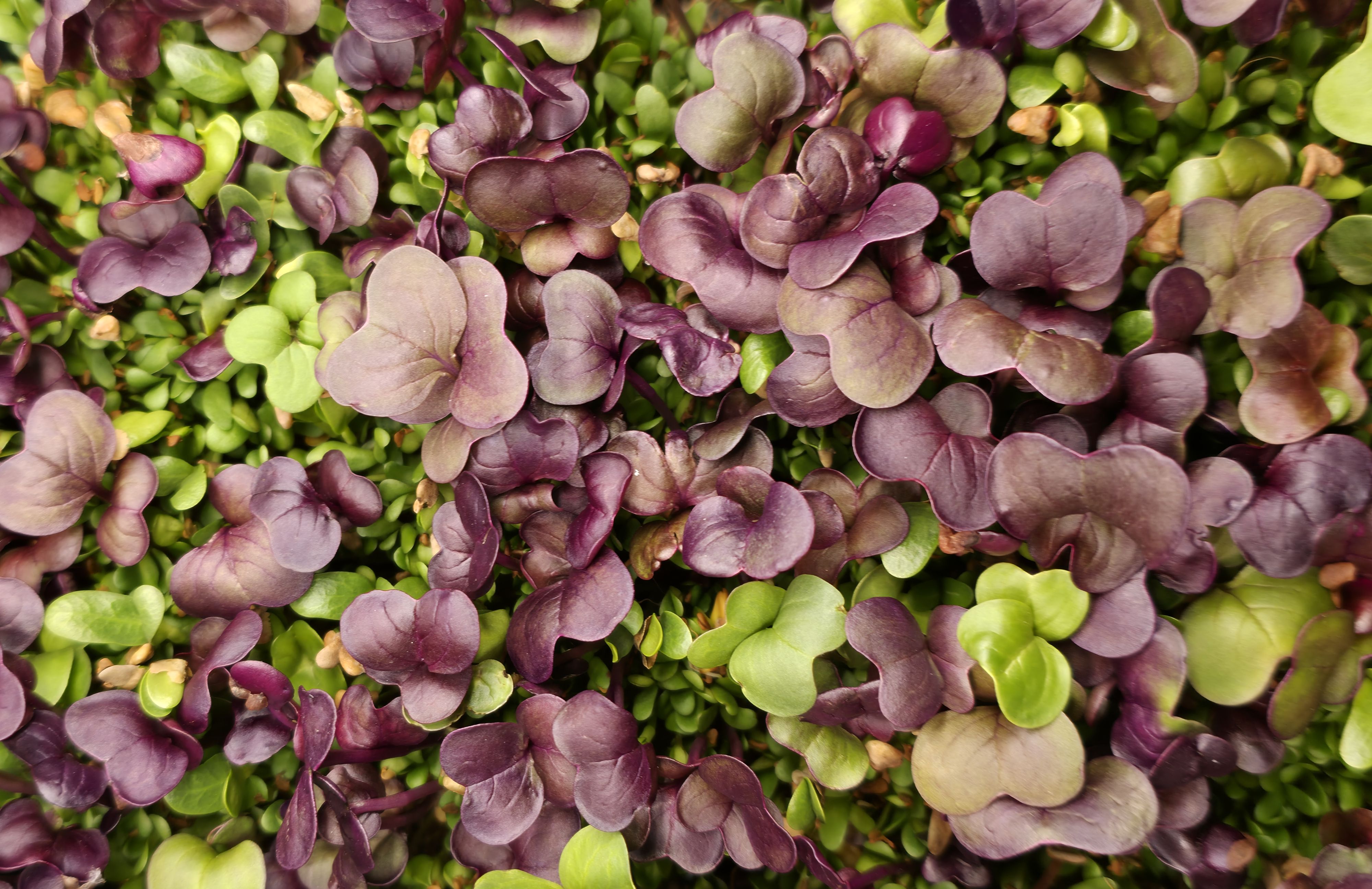 Mixed Blend - Alfalfa, Fenugreek and Radish