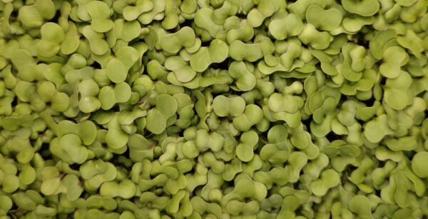 Broccoli
