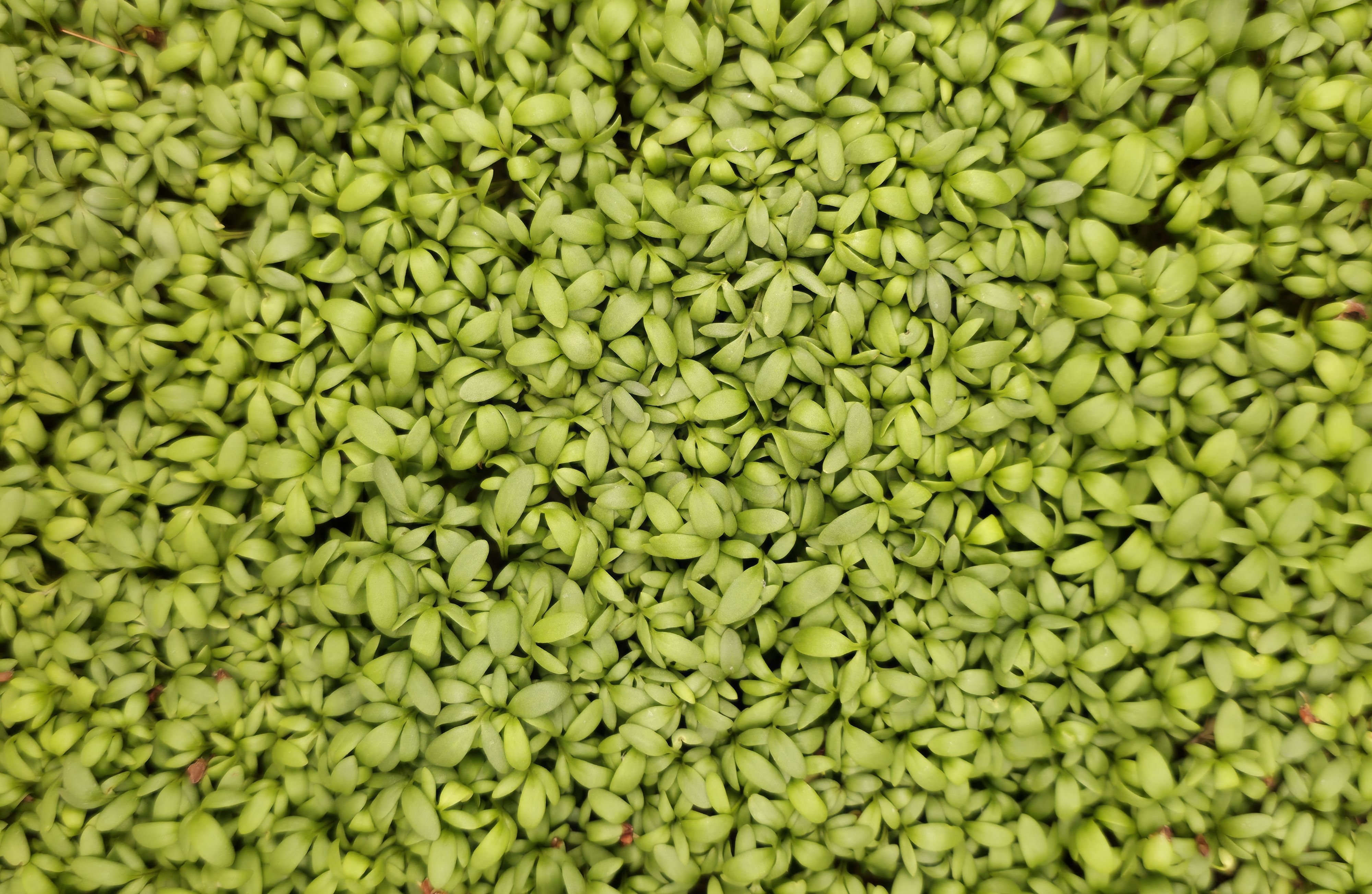 Cress