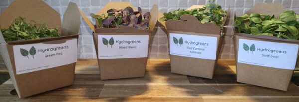 Living Punnet Red Cardinal Kohlrabi Microgreens - Image 3