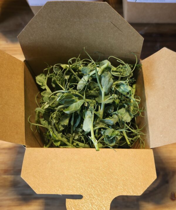 Green Pea - Image 2