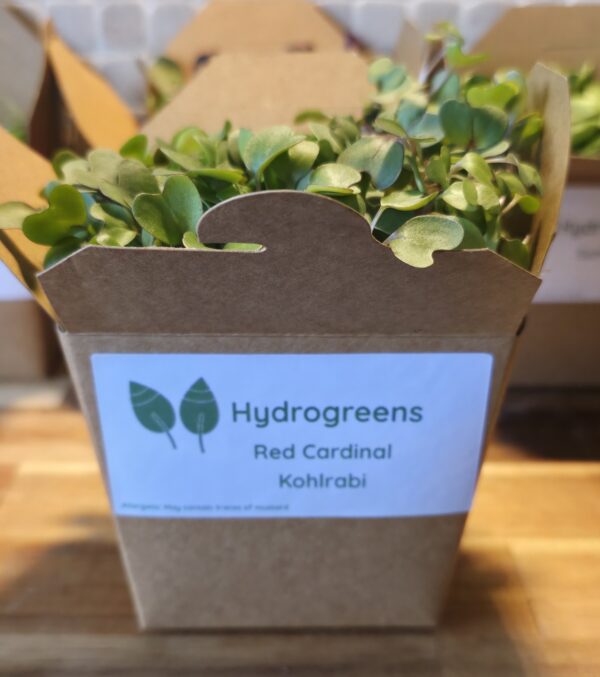 Living Punnet Red Cardinal Kohlrabi Microgreens