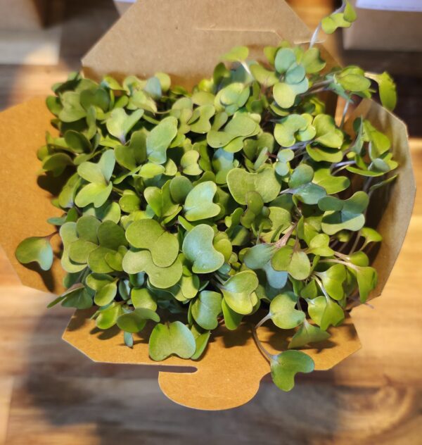 Living Punnet Red Cardinal Kohlrabi Microgreens - Image 2