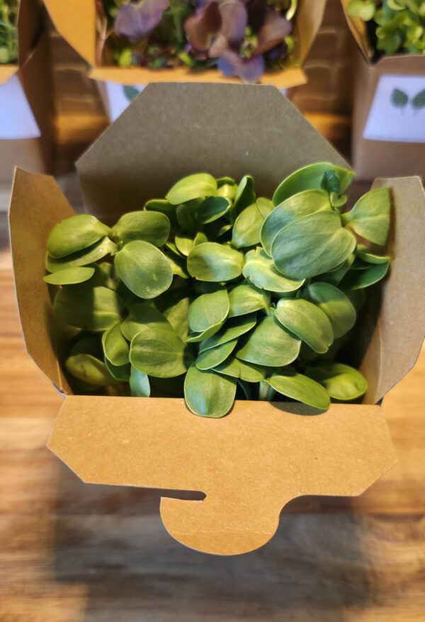 Freshly Harvested Sunflower Microgreens - Image 2