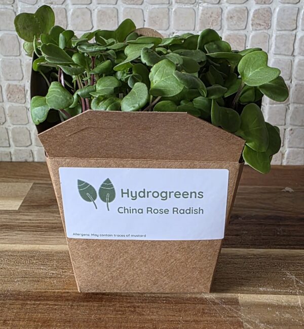 Living Punnet China Rose Radish Microgreens