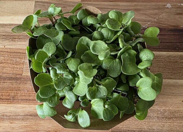 Living Punnet China Rose Radish Microgreens - Image 2