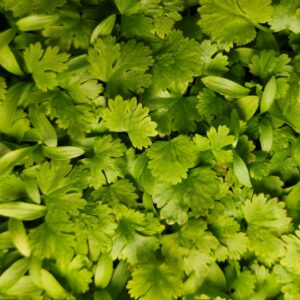 Coriander