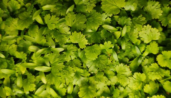 Coriander