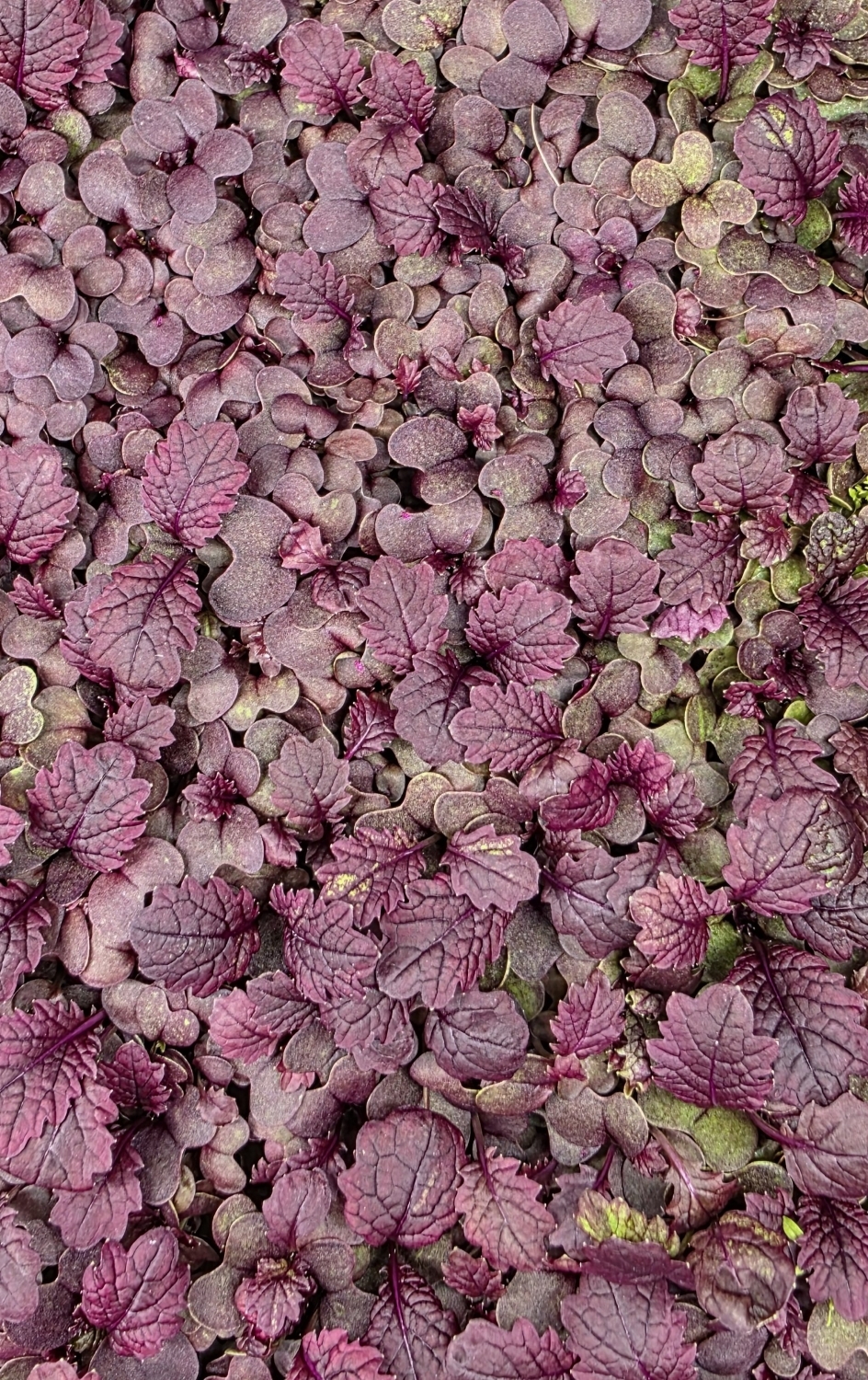 Red Mustard