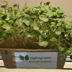 Broccoli Calabrese
