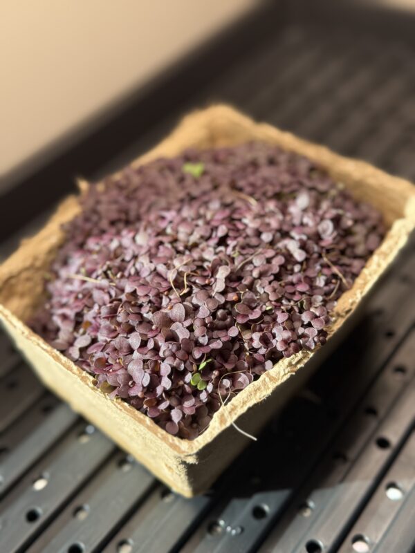 Red Mustard