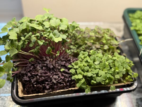 Red Mustard - Image 3