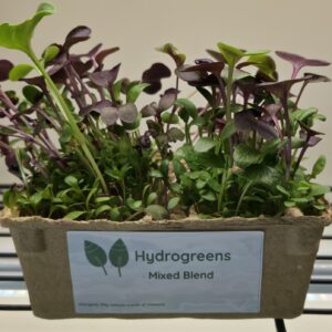Mixed Blend - Alfalfa, Fenugreek and Radish