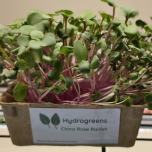 China Rose Radish