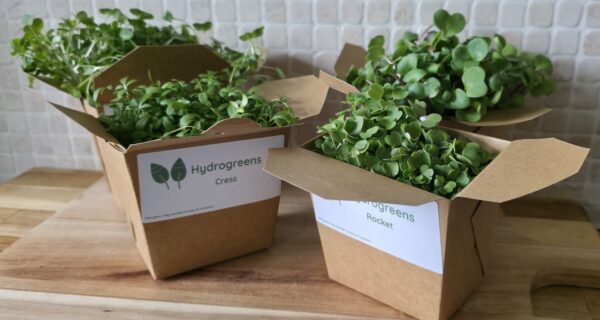 Living Punnet Cress Microgreens - Image 3