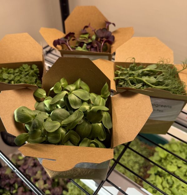 Freshly Harvested Sunflower Microgreens - Image 4