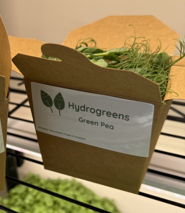 Green Pea - Image 3