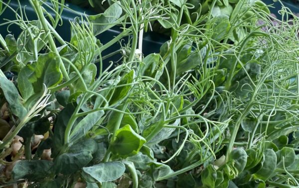 Green Pea - Image 5