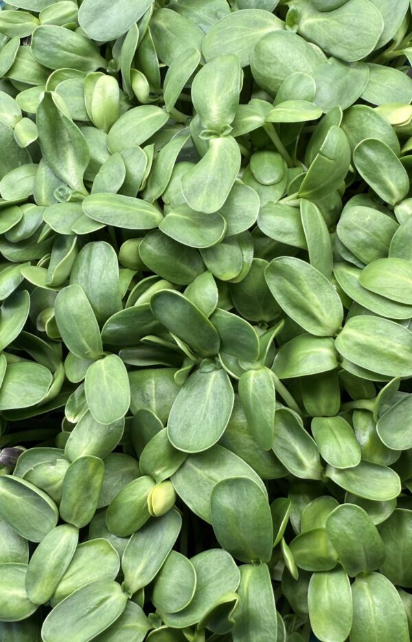Freshly Harvested Sunflower Microgreens - Image 3
