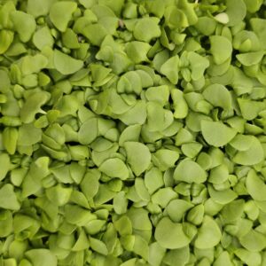 Living Punnet Cinnamon Basil Microherbs