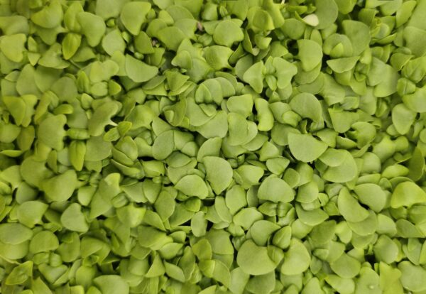 Living Punnet Cinnamon Basil Microherbs