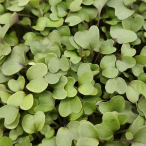 Living Punnet Red Cabbage Microgreens