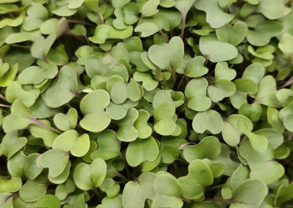 Living Punnet Red Cabbage Microgreens