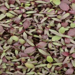 Living Punnet Red Amaranth Microgreens