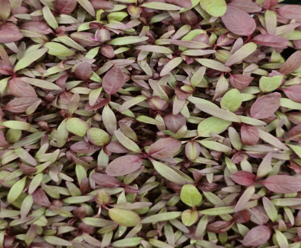 Living Punnet Red Amaranth Microgreens
